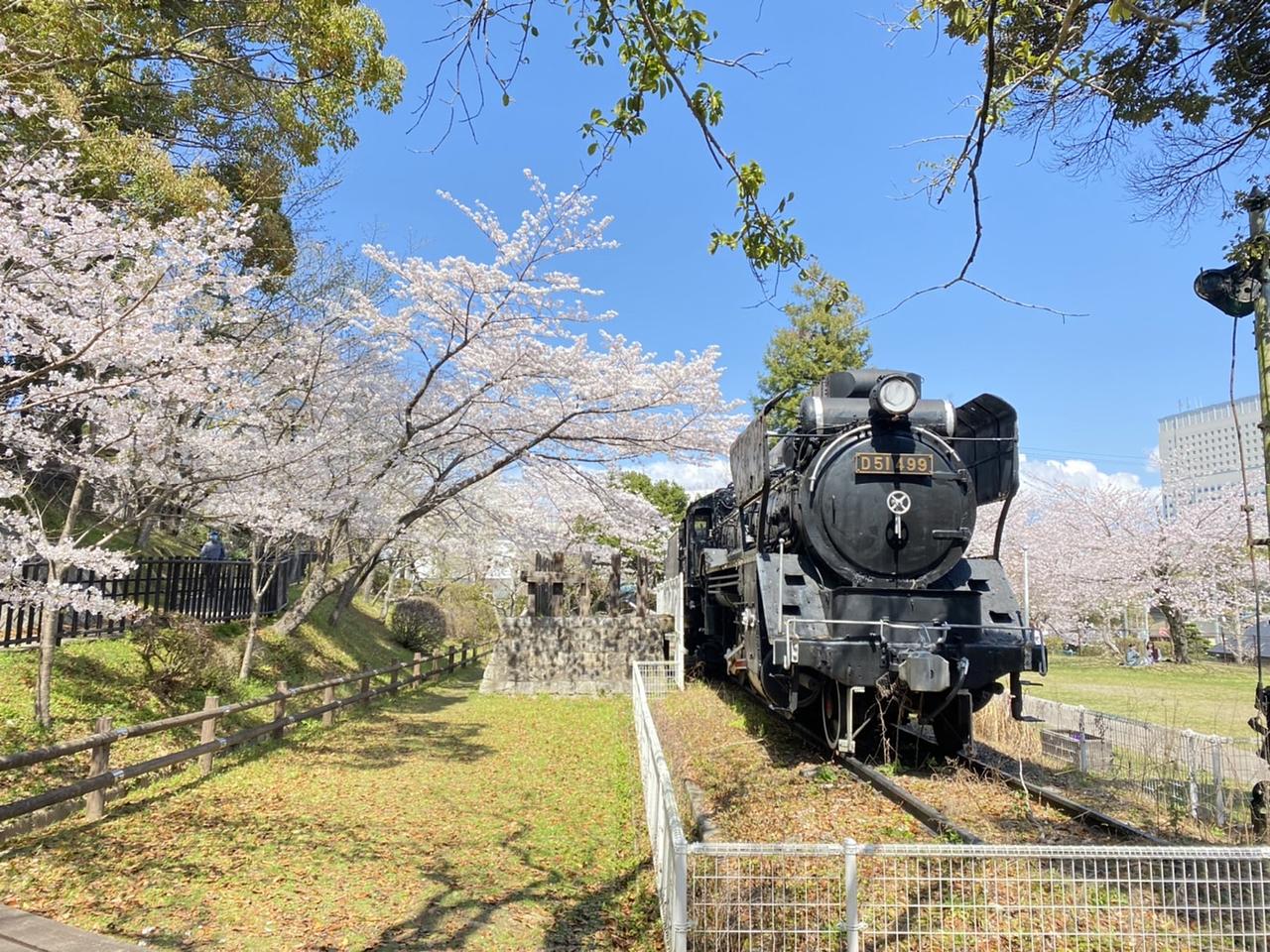 3月23日開花予想】 津偕楽公園の桜の開花間近！今年は茶店や夜間の
